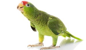 Amazonepapegaai