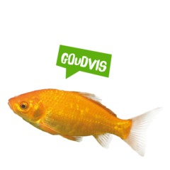 Spreekbeurt goudvis