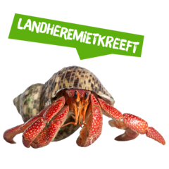 Spreekbeurt landheremietkreeft