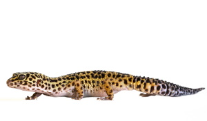 Luipaardgekko