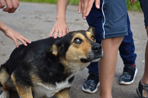 Hond heeft stress door aaiende kinderen