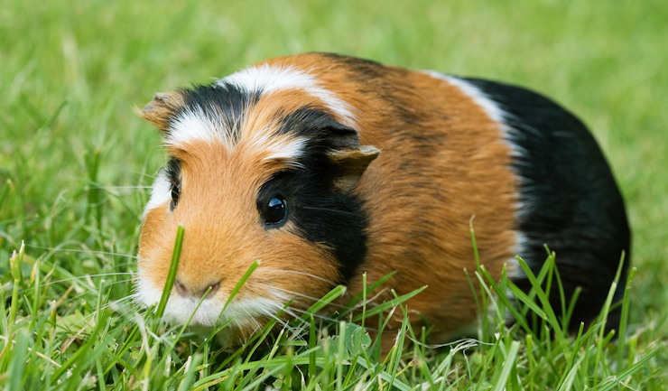 Overgewicht bij cavia's