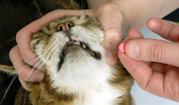 Een pil toedienen aan uw kat