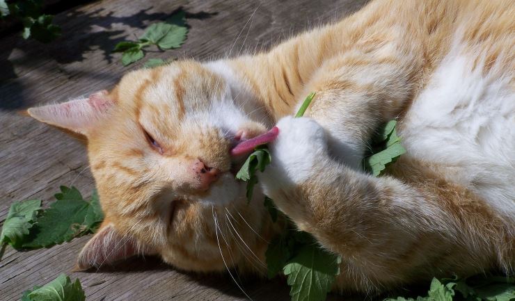 Kattenkruid