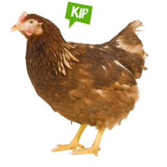 Spreekbeurt kip