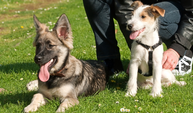 Een pup in coronatijd? Pak het goed aan!