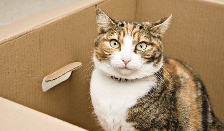 Verhuizen met uw kat