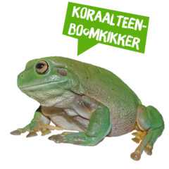 Spreekbeurt koraalteenboomkikker
