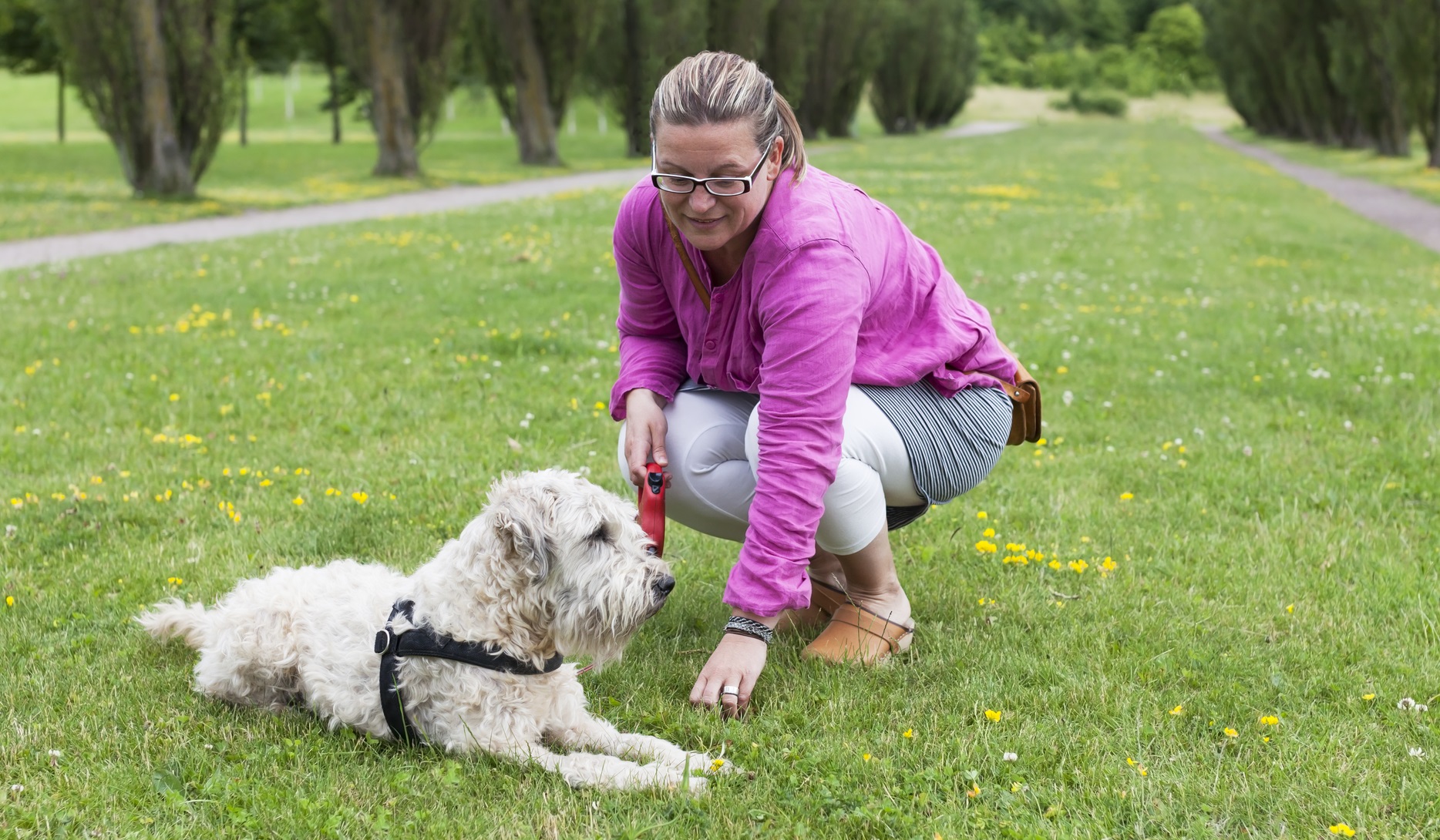 Gedragstherapie voor de hond