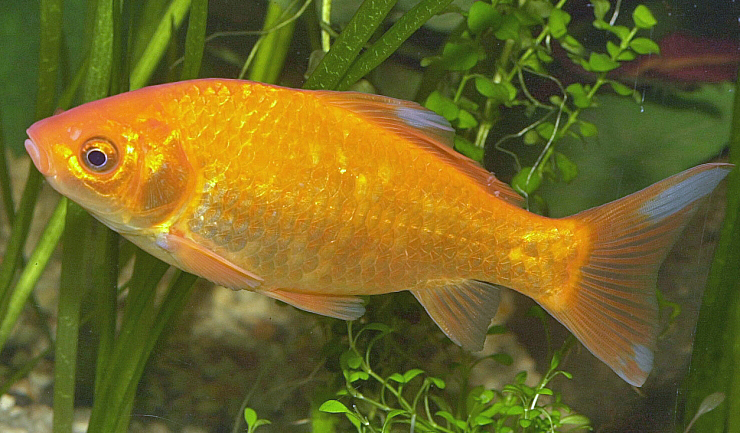 Goudvis