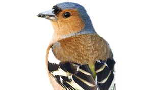 Vink