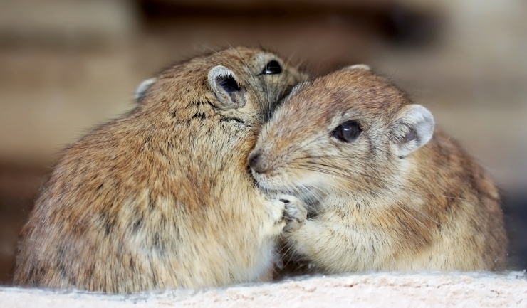 Mongoolse gerbil