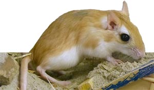 Gerbillus soorten
