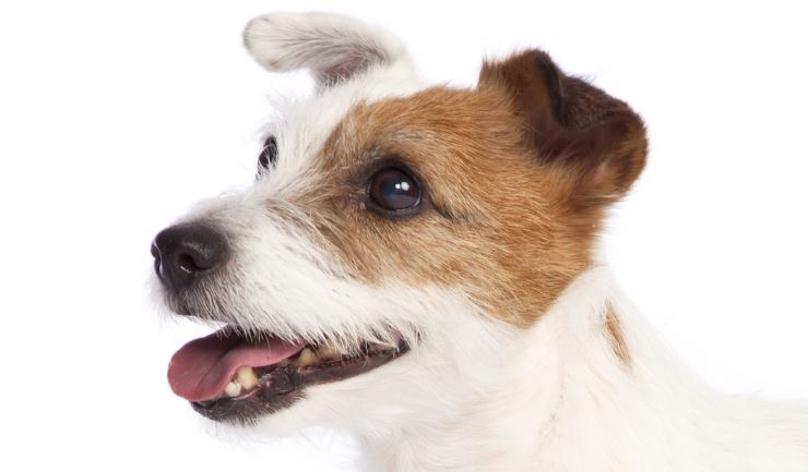 Jack Russell Terrier