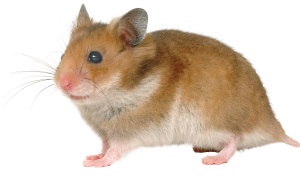 Hamster