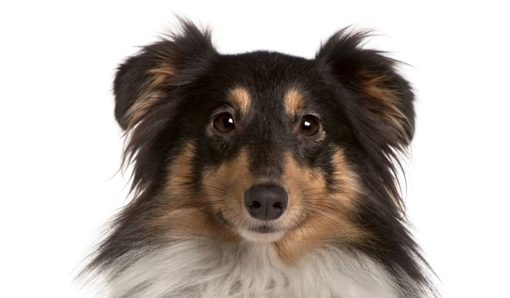 Shetland Sheepdog