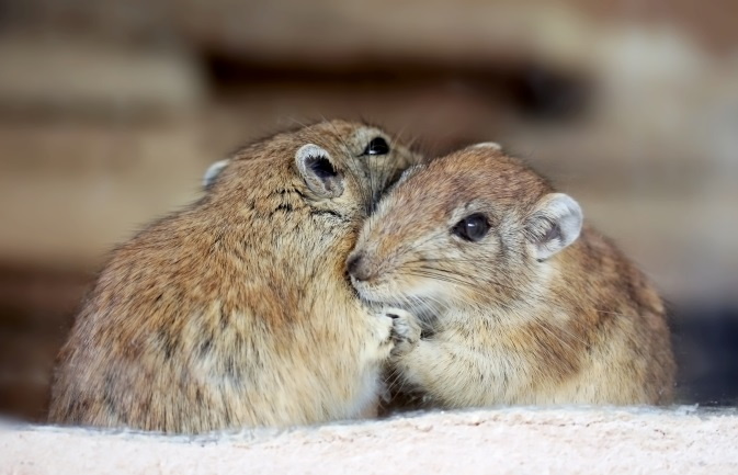 Nieuwe huisdierenlijst zoogdieren gepubliceerd