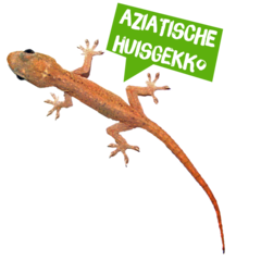 Spreekbeurt Aziatische huisgekko