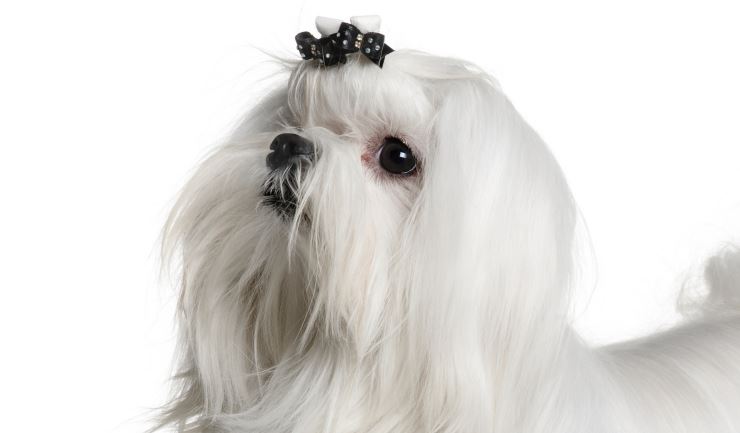 Maltezer
