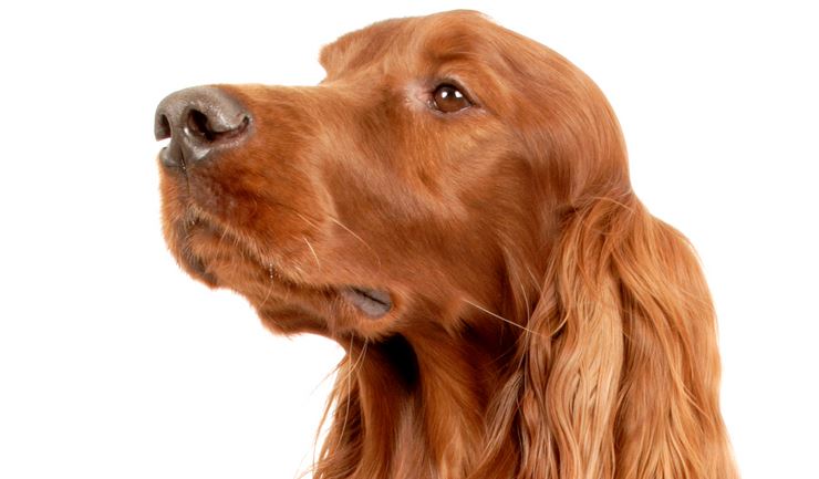 Ierse Setter