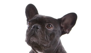Franse Bulldog