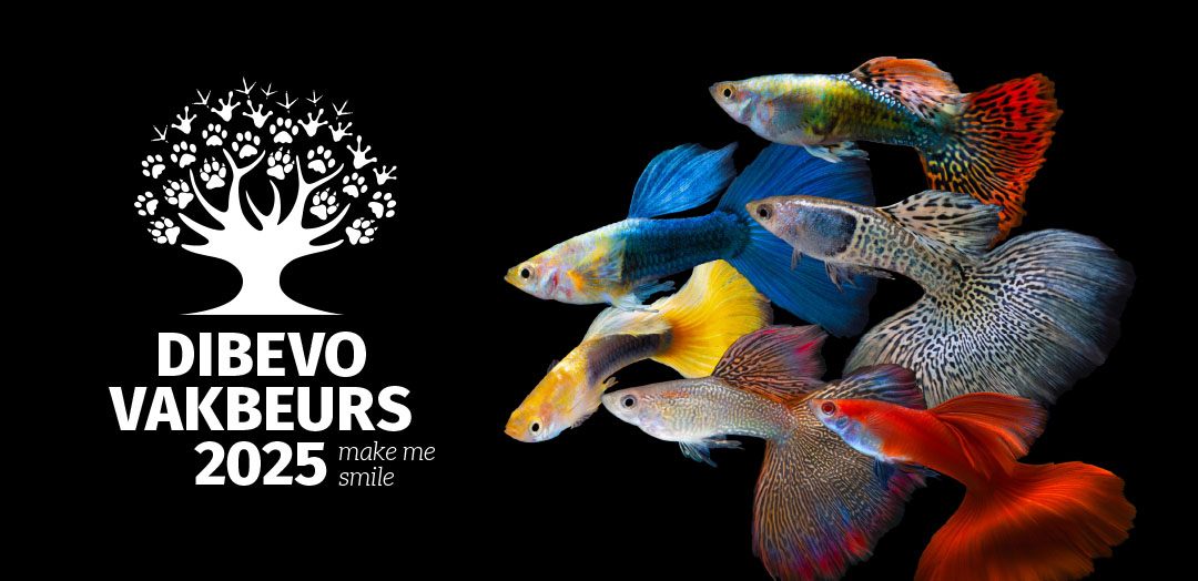 DIBEVO vakbeurs 2025