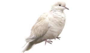 Lachduif