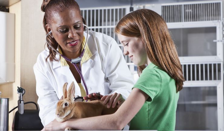 Dierenarts-specialisten
