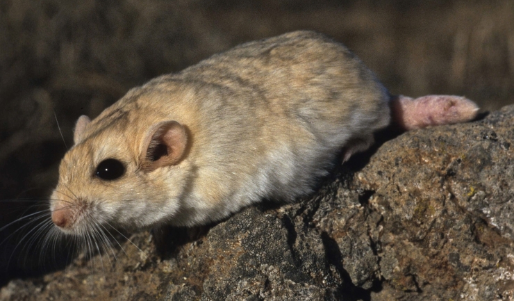 Dikstaartgerbil