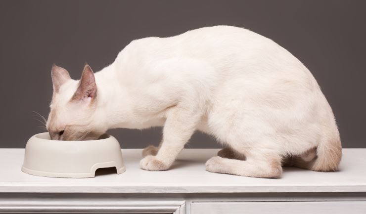 Voeding van uw kat - Algemeen