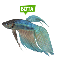 Spreekbeurt betta