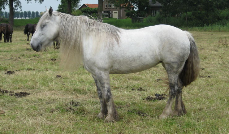 Paardenpaspoort - wanneer mag een paard geslacht worden?