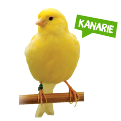 Spreekbeurt kanarie