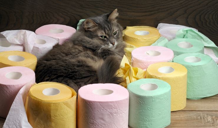 Diarree bij de kat