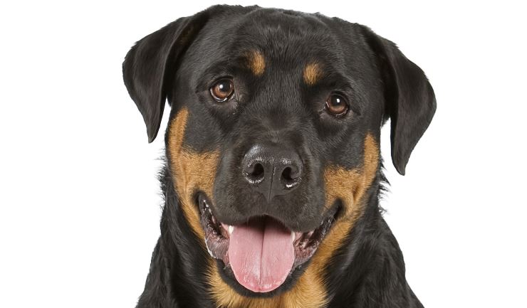 Rottweiler