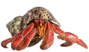 Landheremietkreeft