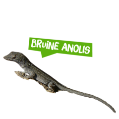 Spreekbeurt bruine anolis