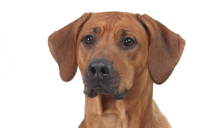 Rhodesian Ridgeback