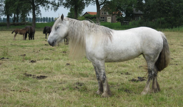 Nieuwe regels registratie paardachtigen