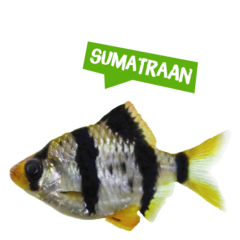 Spreekbeurt sumatraan