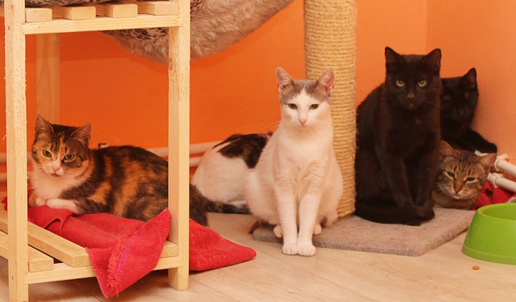 Dierenpensions nog steeds bomvol