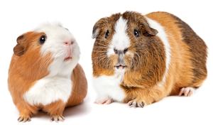 Cavia