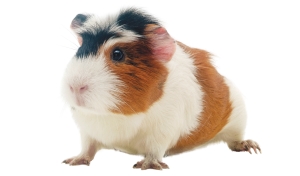 Cavia