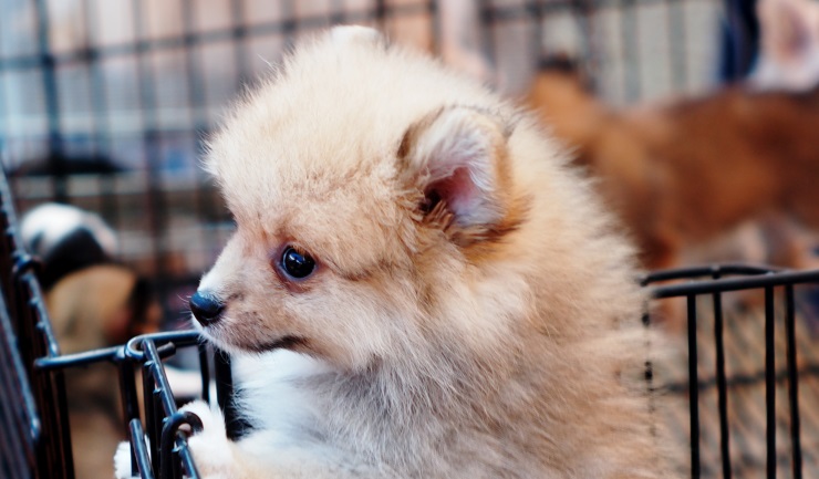 Pomeriaan rage oorzaak van veel puppyleed