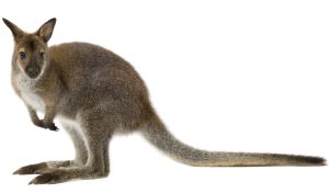 Wallaby