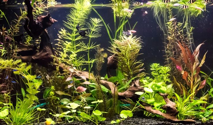 Het tropisch zoetwateraquarium
