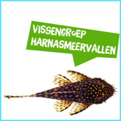 Spreekbeurt vissengroep harnasmeervallen