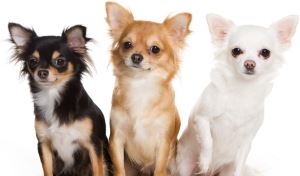 Chihuahua