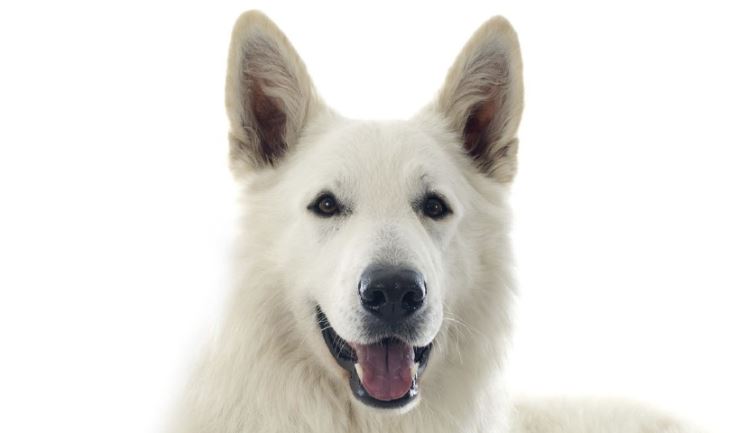 Zwitserse Witte Herdershond