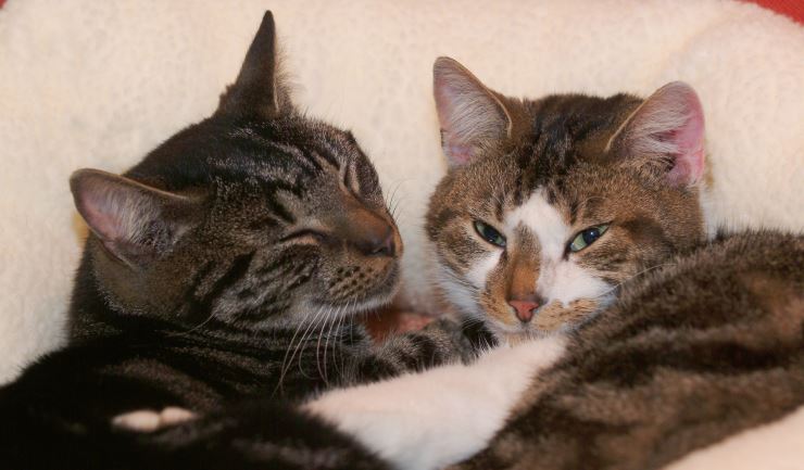 Kennismaken met andere katten